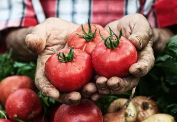 growing-gardens-tomatoes